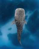 underwater